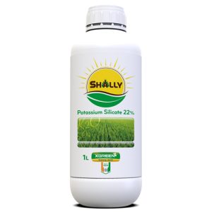 شالی